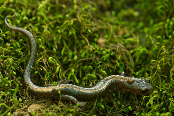 Ozark Zigzag Salamander (Plethodon angusticlavius)