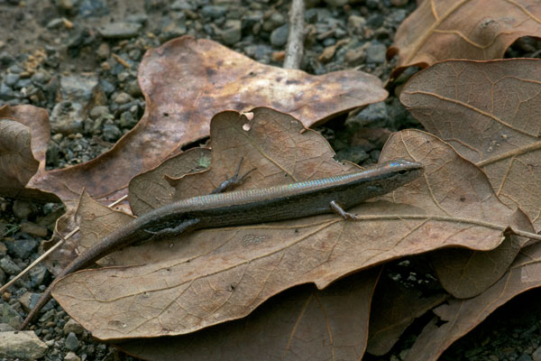 Little Brown Skink (Scincella lateralis)