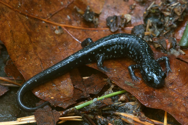 Western Slimy Salamander (Plethodon albagula)