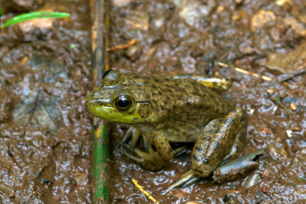 American Bullfrog (Lithobates catesbeianus)