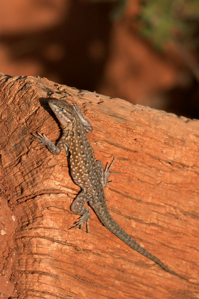 Eastern Side-blotched Lizard (Uta stansburiana stejnegeri)