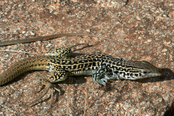 Common Checkered Whiptail (Aspidoscelis tesselata)