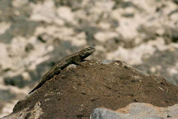 Southwestern Fence Lizard (Sceloporus cowlesi)