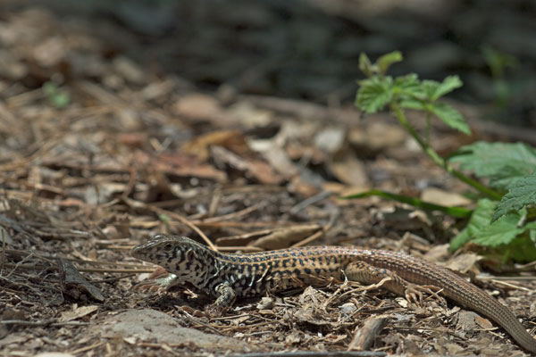 California Whiptail (Aspidoscelis tigris munda)