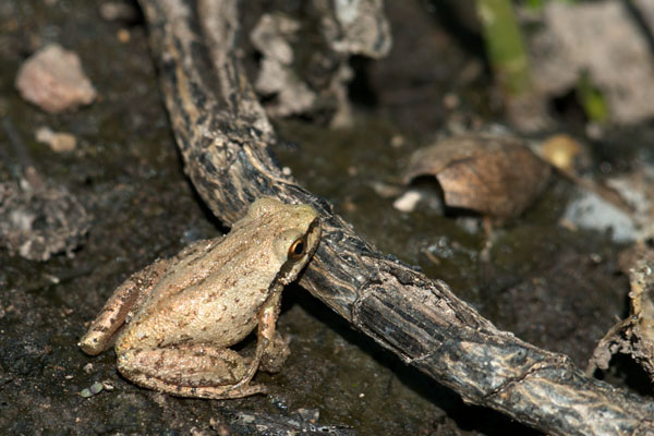 Sierran Treefrog (Pseudacris sierra)