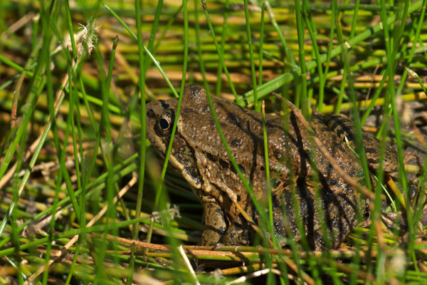 California Red-legged Frog (Rana draytonii)