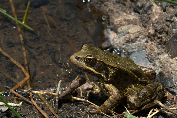 California Red-legged Frog (Rana draytonii)