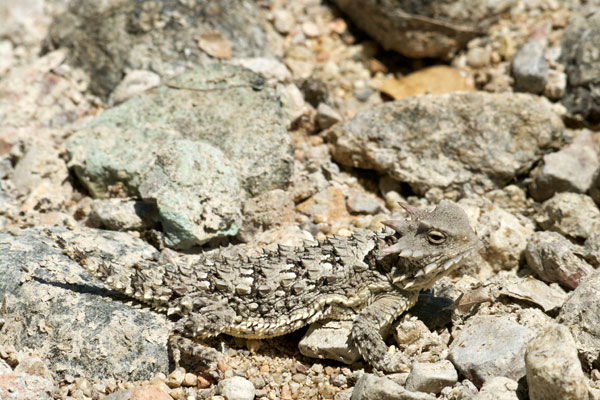 Blainville’s Horned Lizard (Phrynosoma blainvillii)