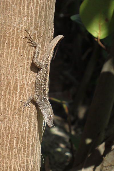 Bahaman Brown Anole (Anolis sagrei ordinatus)