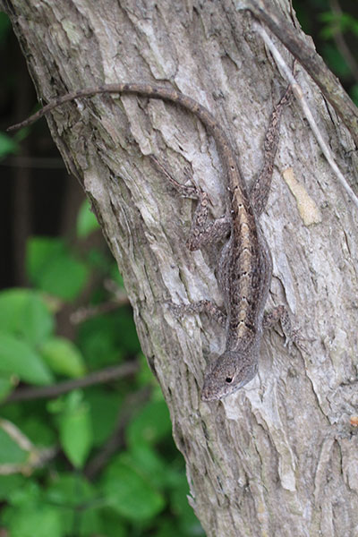 Bahaman Brown Anole (Anolis sagrei ordinatus)