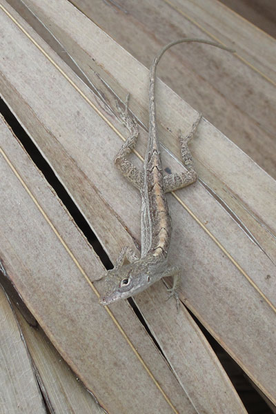 Bahaman Brown Anole (Anolis sagrei ordinatus)