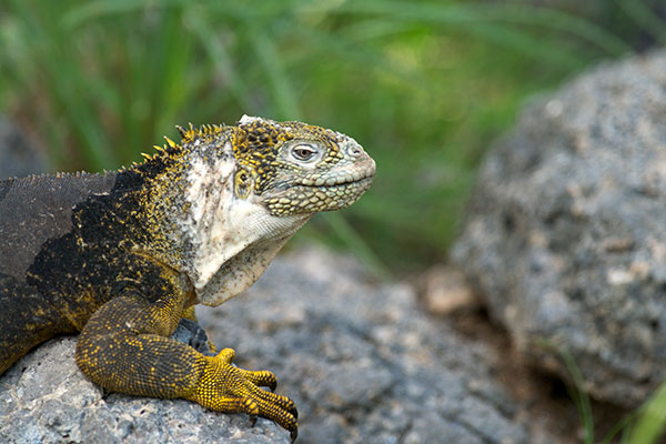 Galápagos Land Iguana (Conolophus subcristatus)