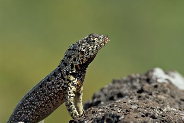 Santa Cruz Lava Lizard (Microlophus indefatigabilis)