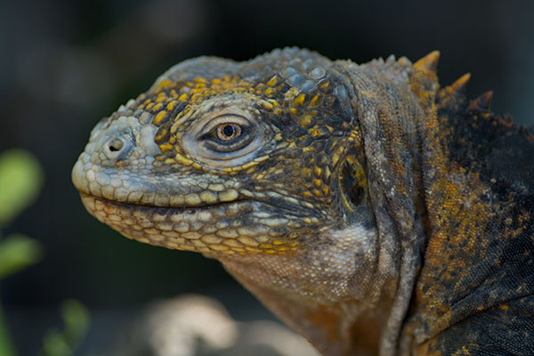 Galápagos Land Iguana (Conolophus subcristatus)