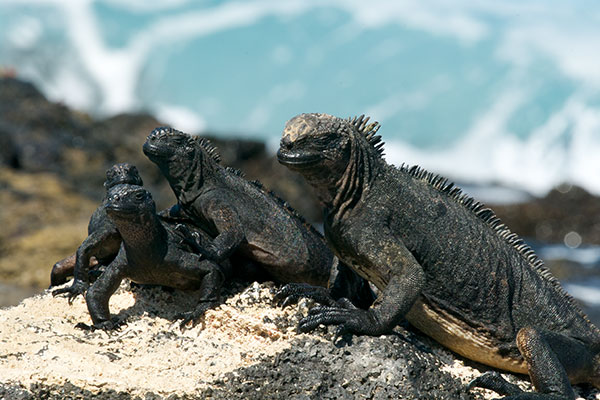 Santiago Marine Iguana (Amblyrhynchus cristatus wikelskii)