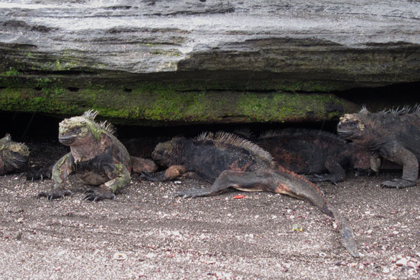 Santiago Marine Iguana (Amblyrhynchus cristatus wikelskii)