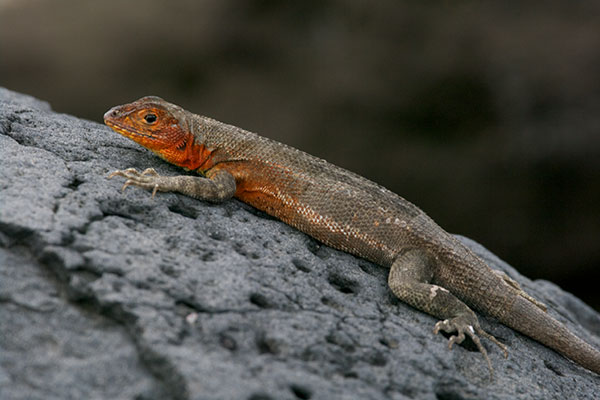 Santiago Lava Lizard (Microlophus jacobi)