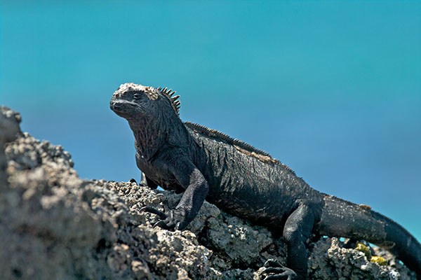 Genovesa Marine Iguana (Amblyrhynchus cristatus nanus)