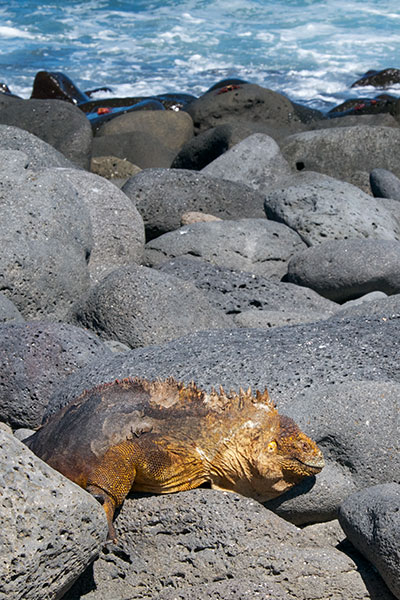 Galápagos Land Iguana (Conolophus subcristatus)