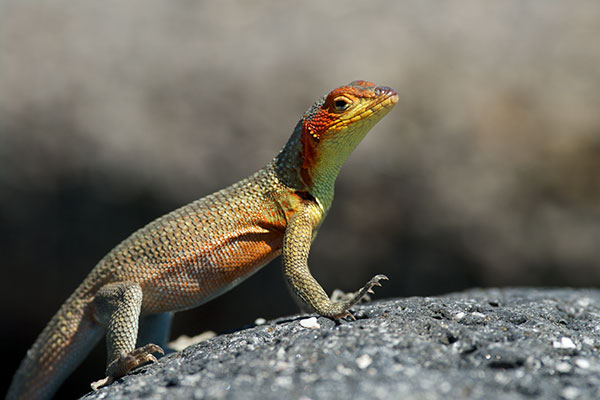 Santa Cruz Lava Lizard (Microlophus indefatigabilis)