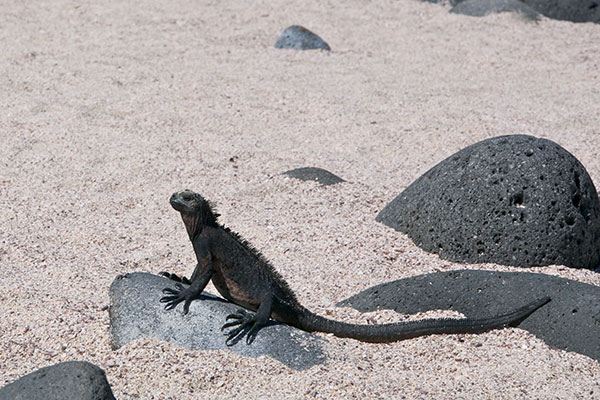 Santa Cruz Marine Iguana (Amblyrhynchus cristatus hassi)