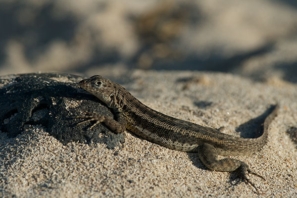 Santa Fe Lava Lizard (Microlophus barringtonensis)