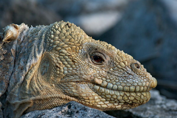 Santa Fe Land Iguana (Conolophus pallidus)