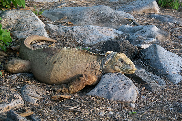 Santa Fe Land Iguana (Conolophus pallidus)