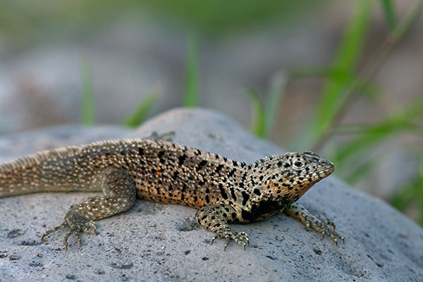 Santa Fe Lava Lizard (Microlophus barringtonensis)