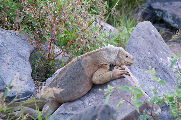 Santa Fe Land Iguana (Conolophus pallidus)