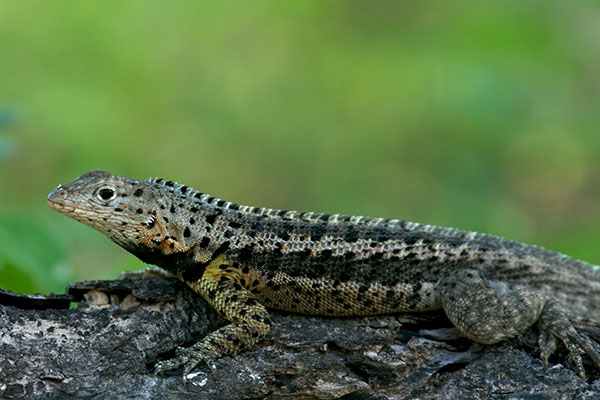 Floreana Lava Lizard (Microlophus grayii)