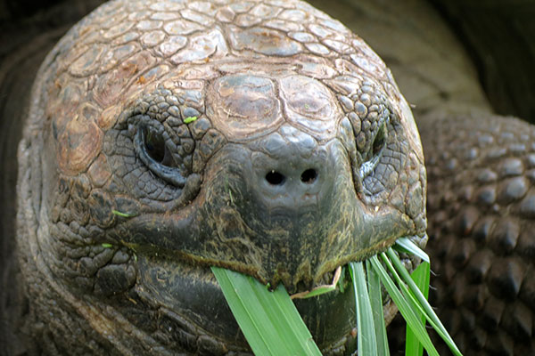 Santa Cruz Giant Tortoise (Chelonoidis nigra porteri)