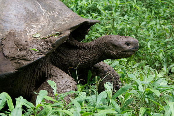 Santa Cruz Giant Tortoise (Chelonoidis nigra porteri)