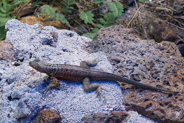 Santa Cruz Lava Lizard (Microlophus indefatigabilis)