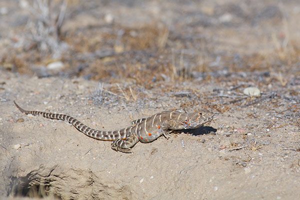 Blunt-nosed Leopard Lizard (Gambelia sila)