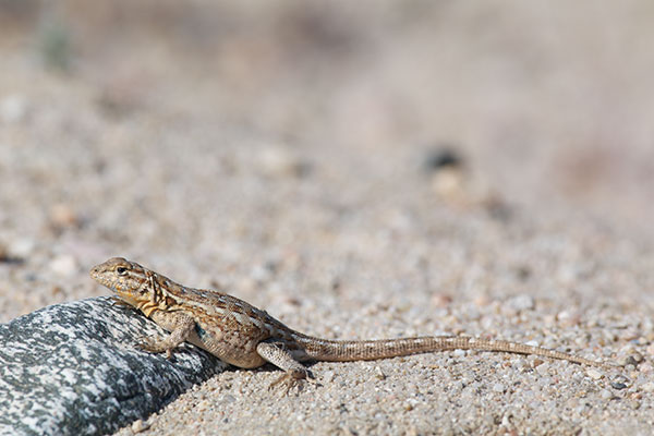 Western Side-blotched Lizard (Uta stansburiana elegans)