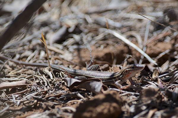 Belding’s Orange-throated Whiptail (Aspidoscelis hyperythra beldingi)