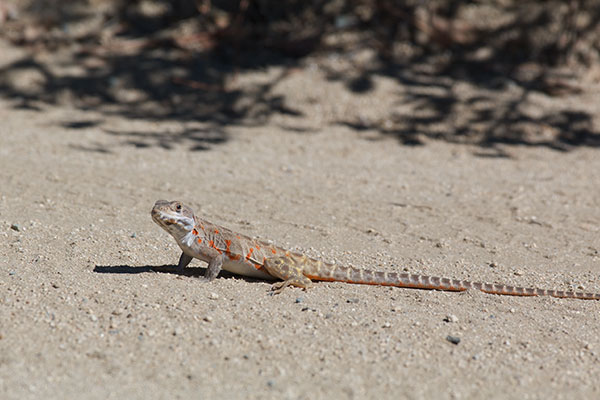 Cope’s Leopard Lizard (Gambelia copeii)