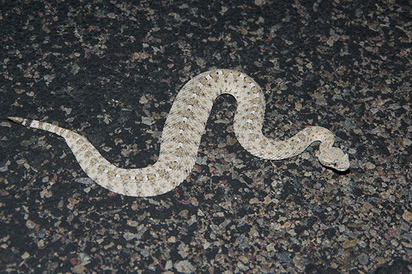 Colorado Desert Sidewinder (Crotalus cerastes laterorepens)