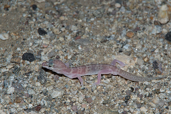 Desert Banded Gecko (Coleonyx variegatus variegatus)