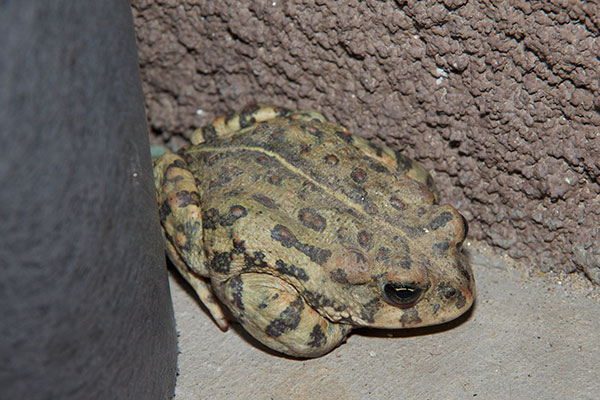 Western Toad (Anaxyrus boreas)