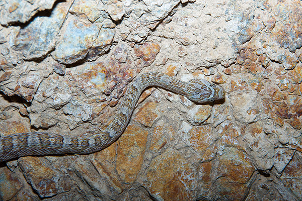 California Lyresnake (Trimorphodon lyrophanes)