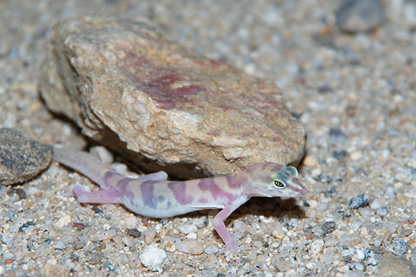 Desert Banded Gecko (Coleonyx variegatus variegatus)