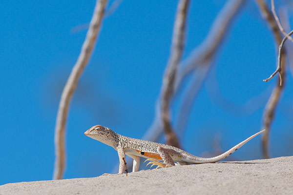 Colorado Desert Fringe-toed Lizard (Uma notata)