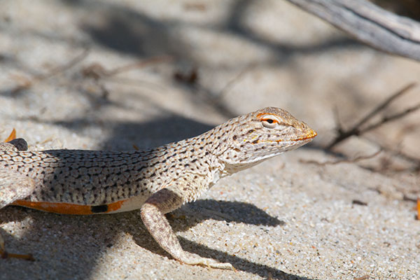 Colorado Desert Fringe-toed Lizard (Uma notata)