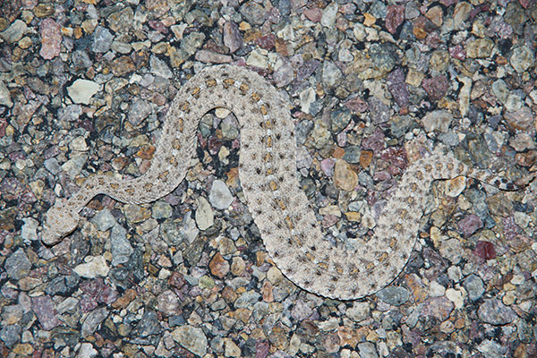 Colorado Desert Sidewinder (Crotalus cerastes laterorepens)