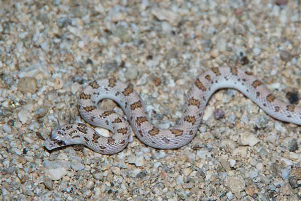 Spotted Leaf-nosed Snake (Phyllorhynchus decurtatus)