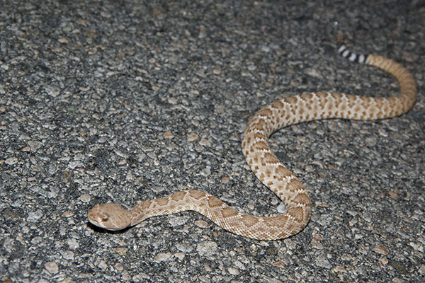 Red Diamond Rattlesnake (Crotalus ruber)