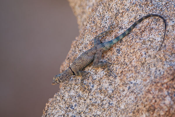 Mearns’s Rock Lizard (Petrosaurus mearnsi)