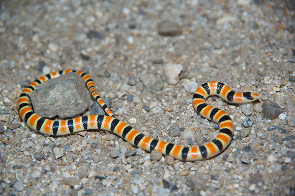 Colorado Desert Shovel-nosed Snake (Sonora annulata annulata)